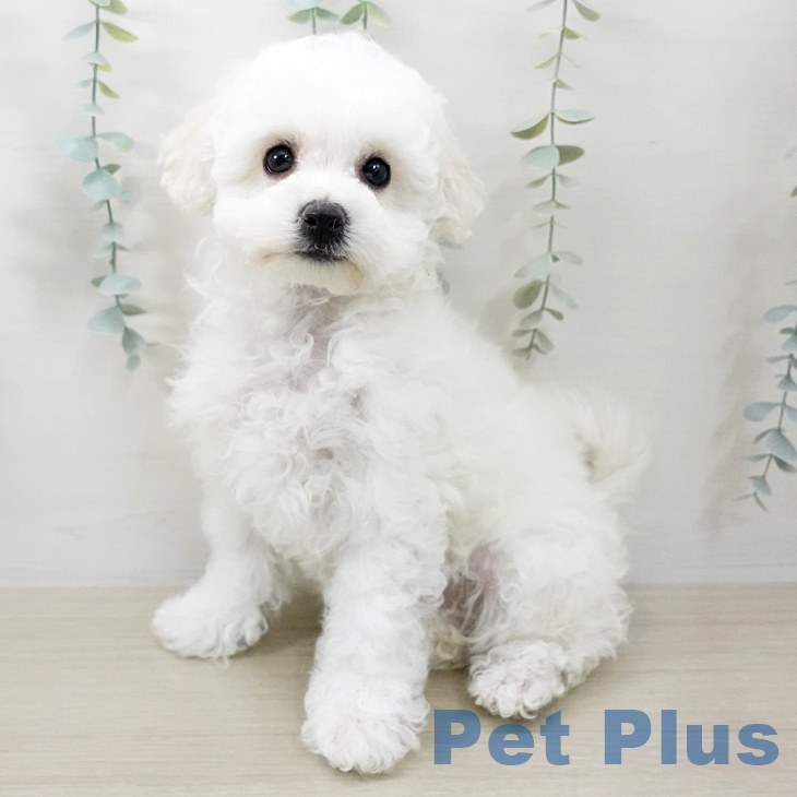 ビション・フリーゼの写真2