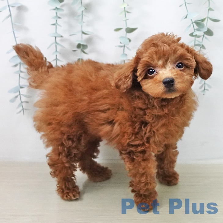 トイ・プードルの写真2