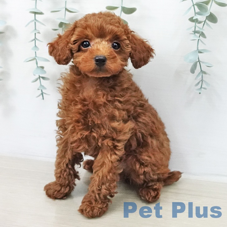 トイ・プードル