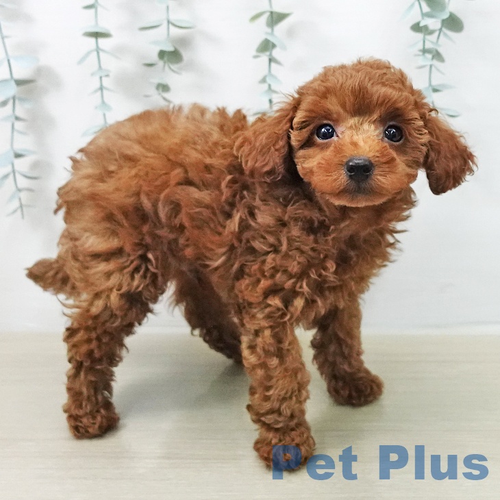 トイ・プードルの写真2