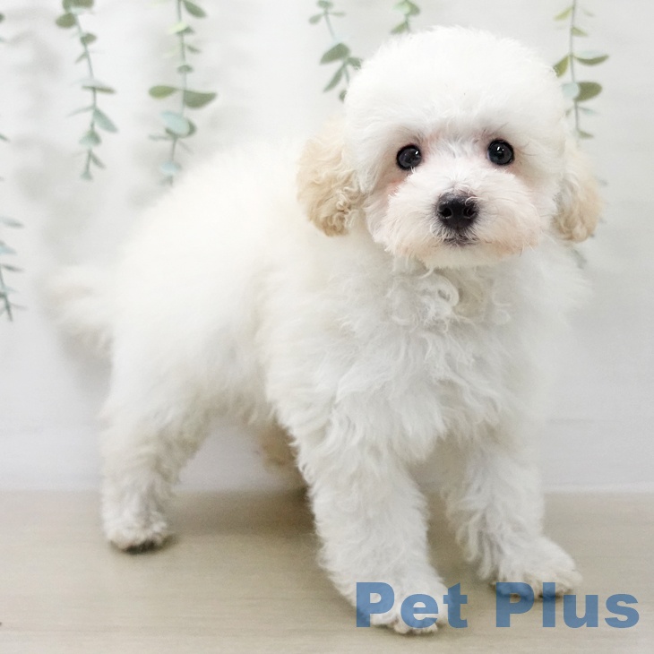 トイ・プードルの写真2