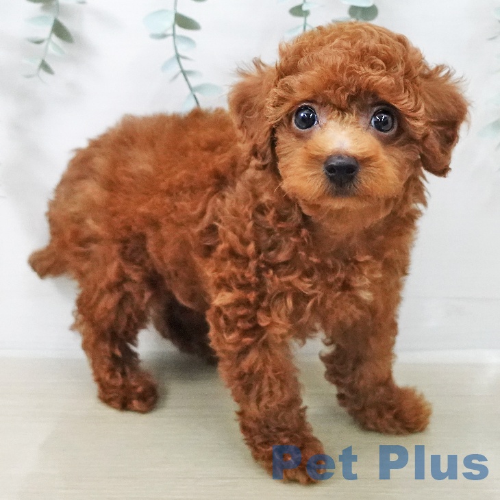 トイ・プードル