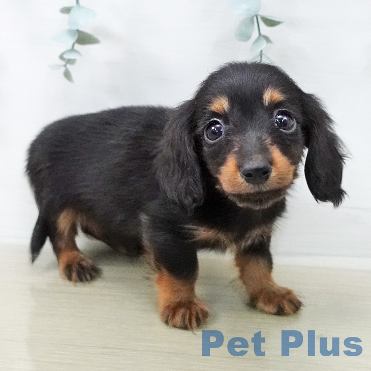 カニーンヘン・ダックスフンド