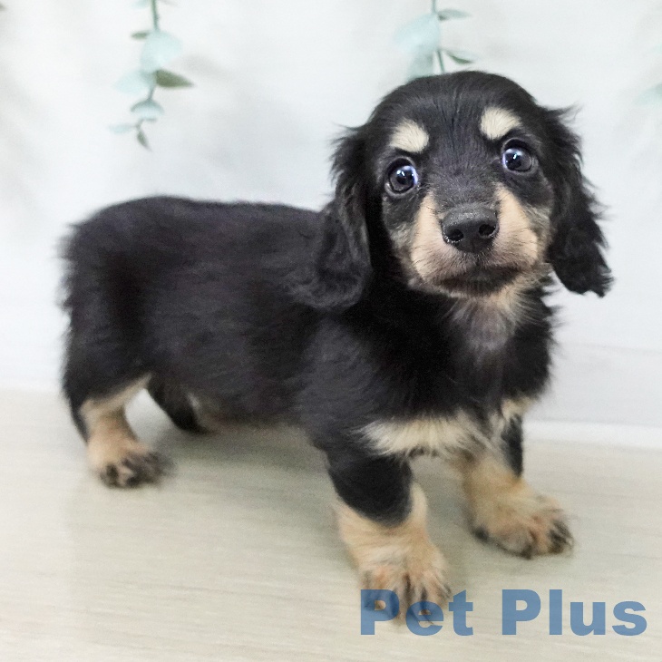 カニーンヘン・ダックスフンド