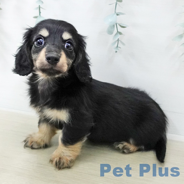 カニーンヘン・ダックスフンドの写真2