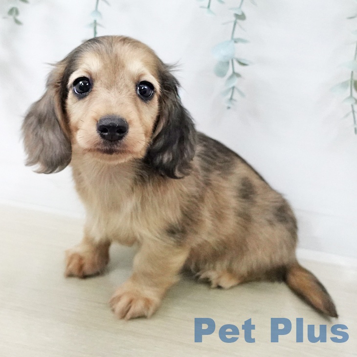 カニーンヘン・ダックスフンド