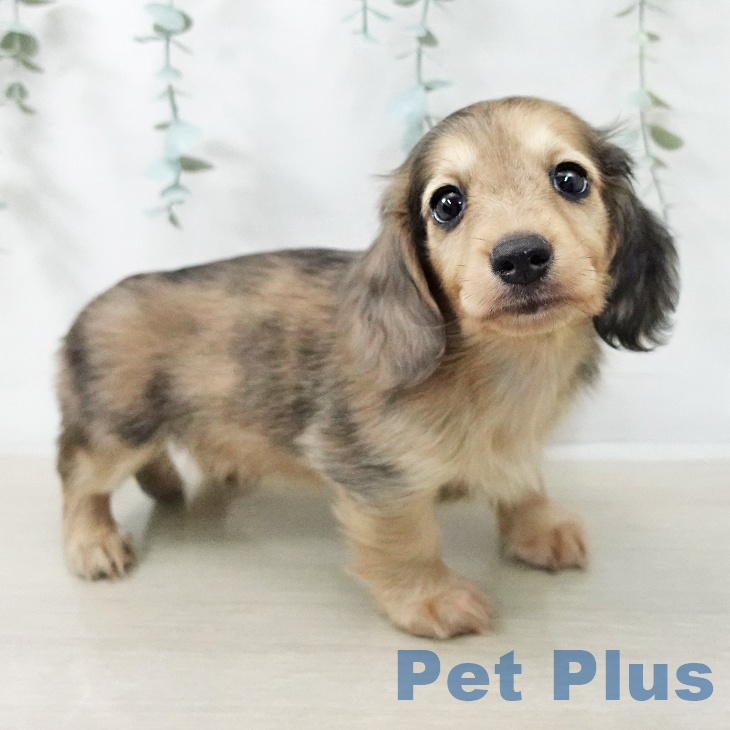 カニーンヘン・ダックスフンドの写真2