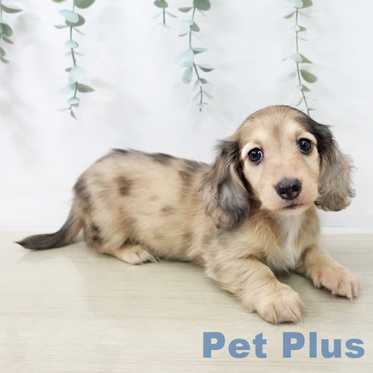 カニーンヘン・ダックスフンドの写真2