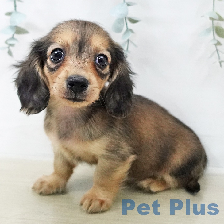 カニーンヘン・ダックスフンド