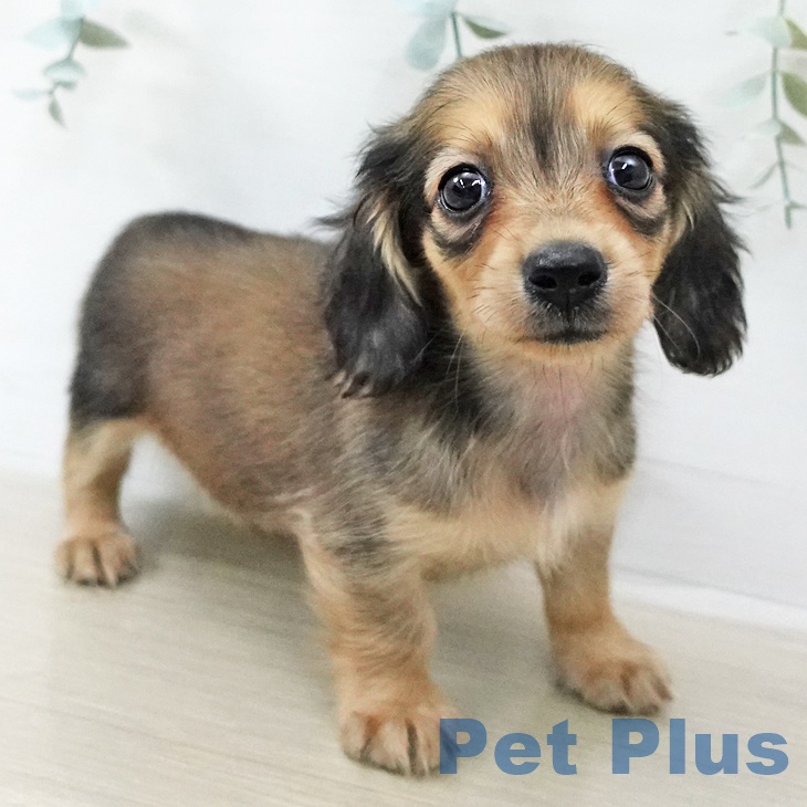 カニーンヘン・ダックスフンドの写真2