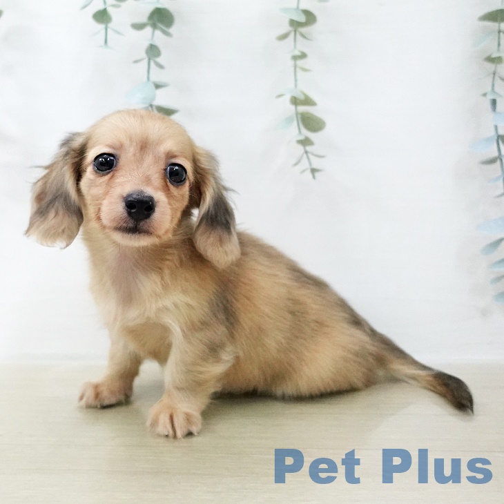 カニーンヘン・ダックスフンドの写真2