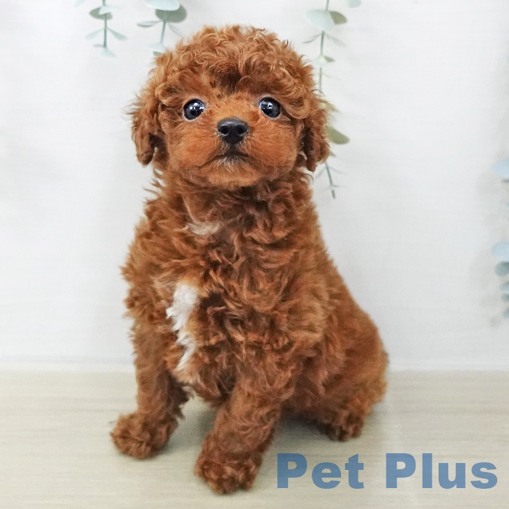 トイ・プードルの写真2