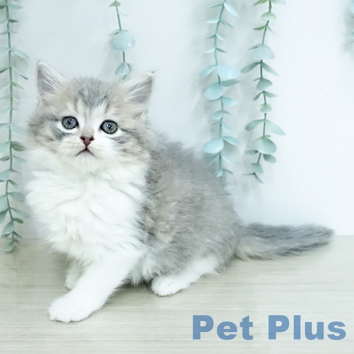 スコティッシュフォールド