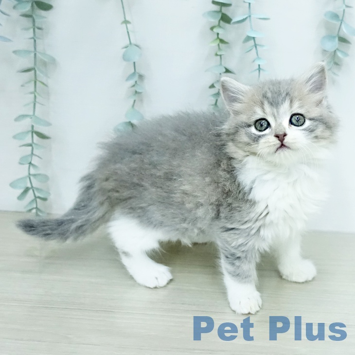 スコティッシュフォールドの写真2