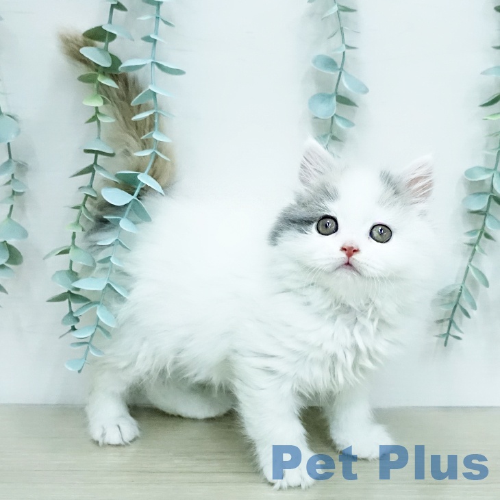 スコティッシュフォールド