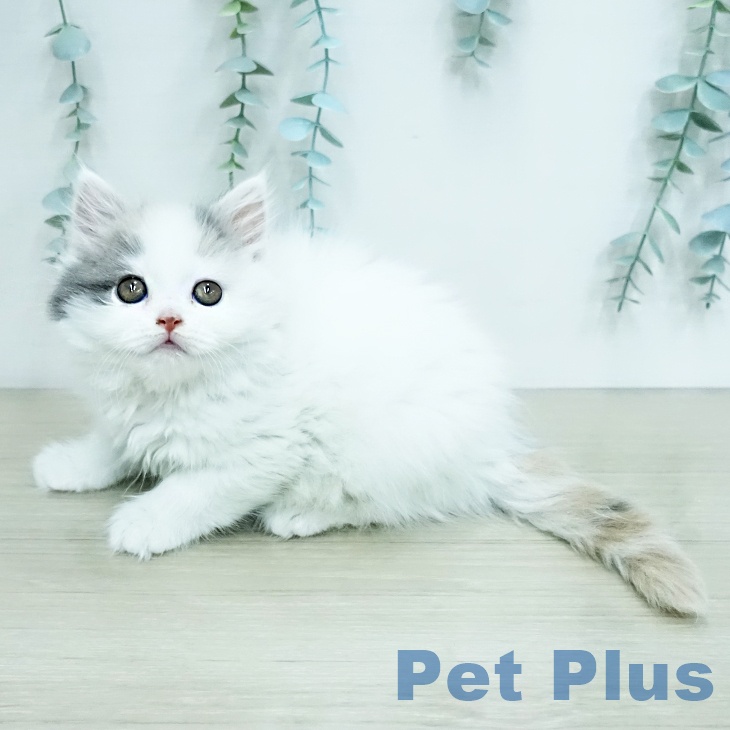 スコティッシュフォールド