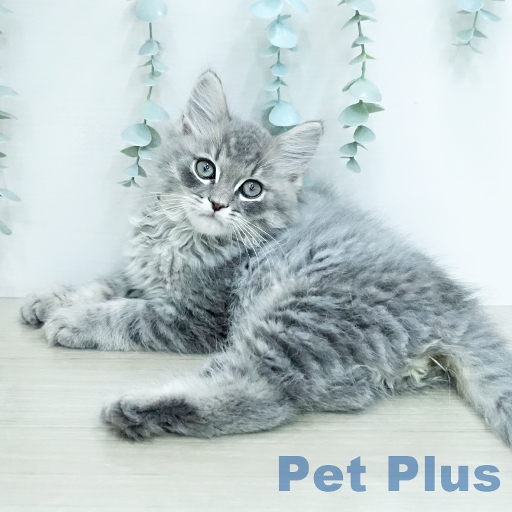 ラガマフィンの写真2