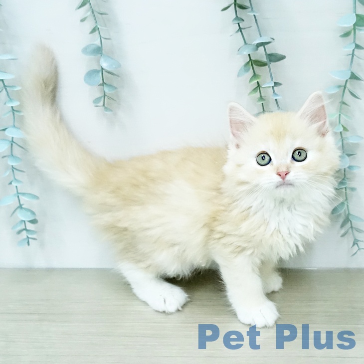 ラガマフィンの写真2