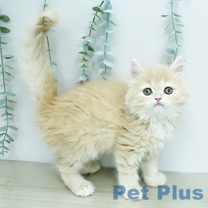 ラガマフィンの写真2