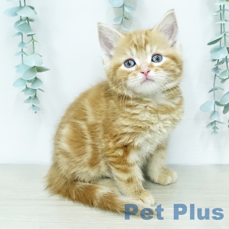 アメリカンショートヘア