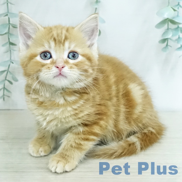 アメリカンショートヘアの写真2