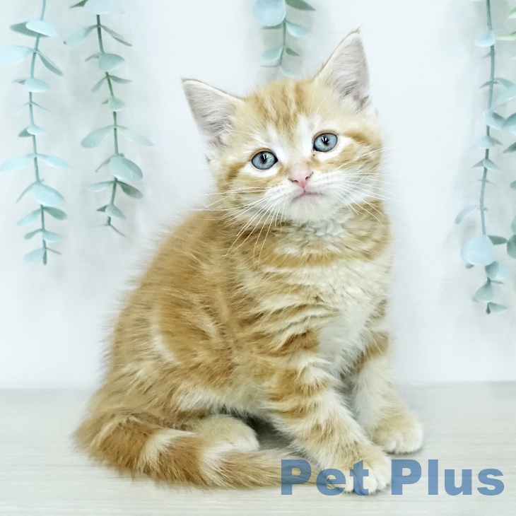 アメリカンショートヘア