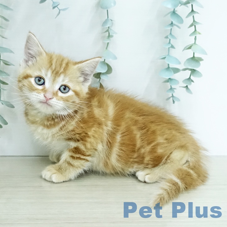 アメリカンショートヘアの写真2