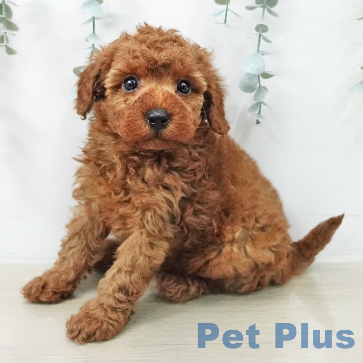 トイ・プードル