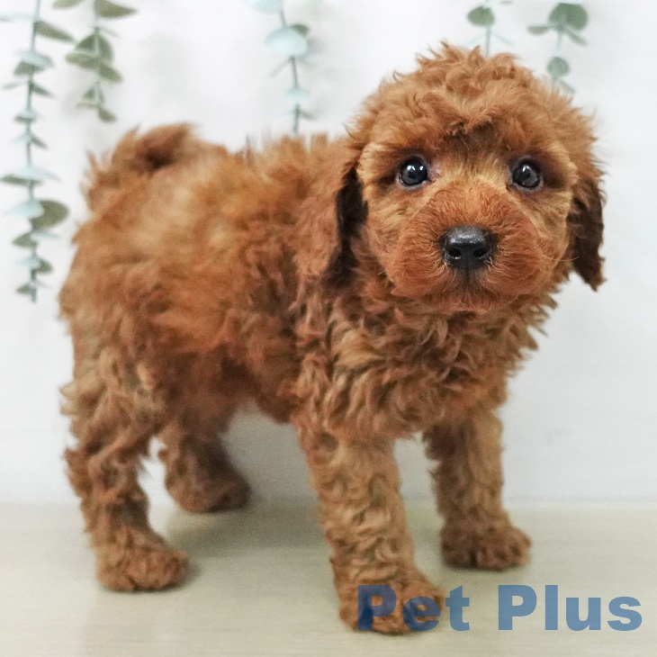 トイ・プードルの写真2