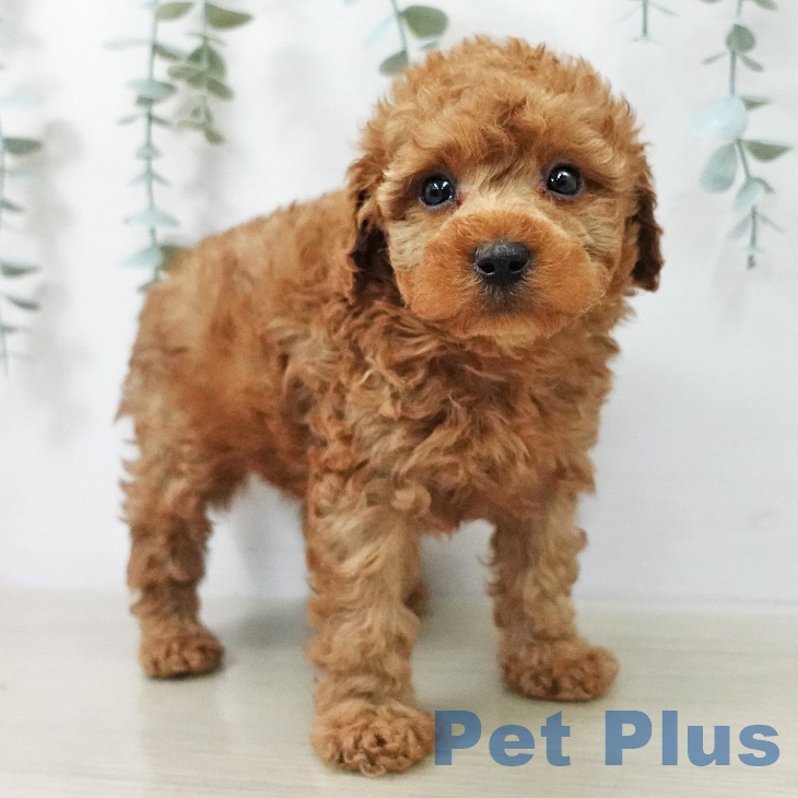 トイ・プードルの写真2