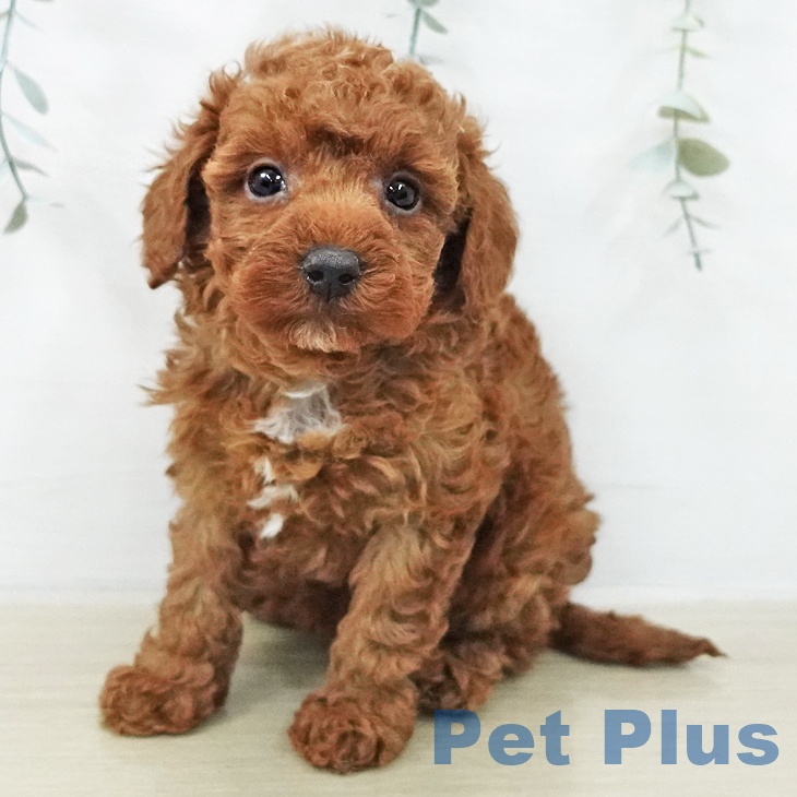 トイ・プードル