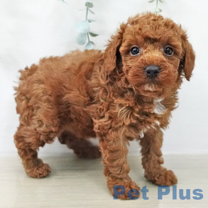 トイ・プードルの写真2