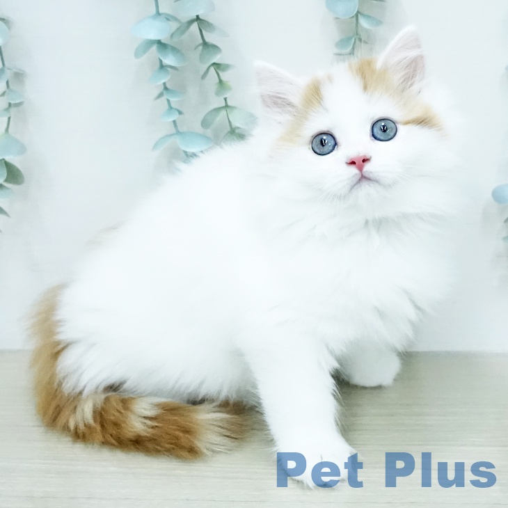 サイベリアンの写真2