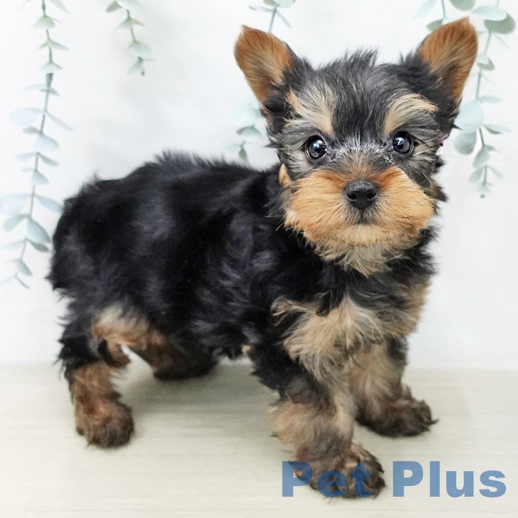 ヨークシャー・テリアの写真2