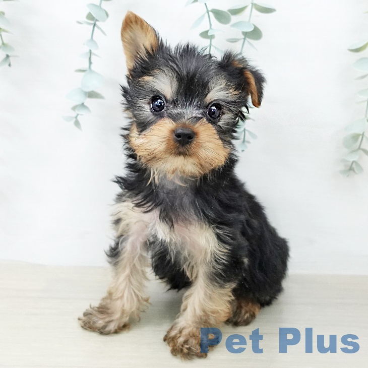 ヨークシャー・テリア