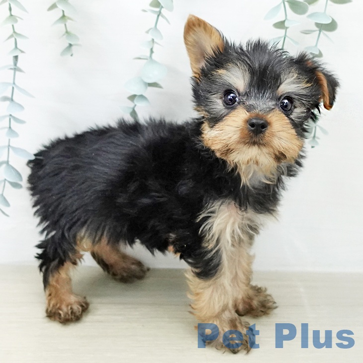 ヨークシャー・テリアの写真2