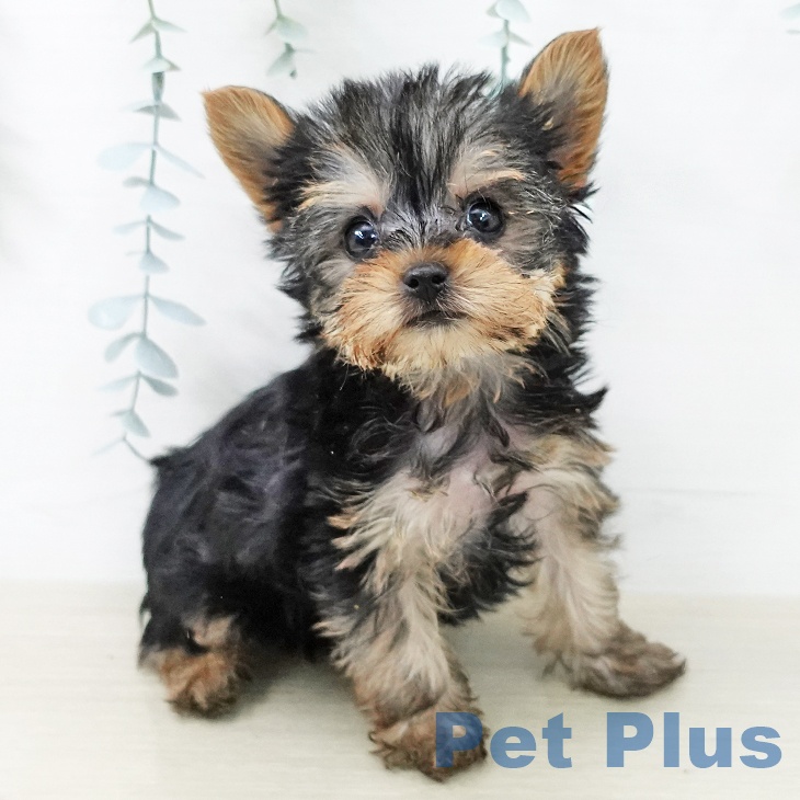 ヨークシャー・テリア