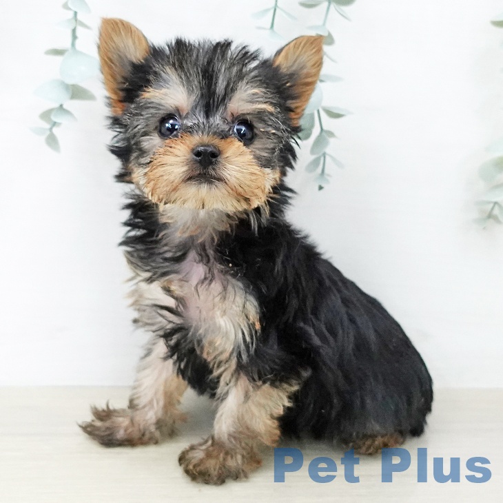 ヨークシャー・テリアの写真2