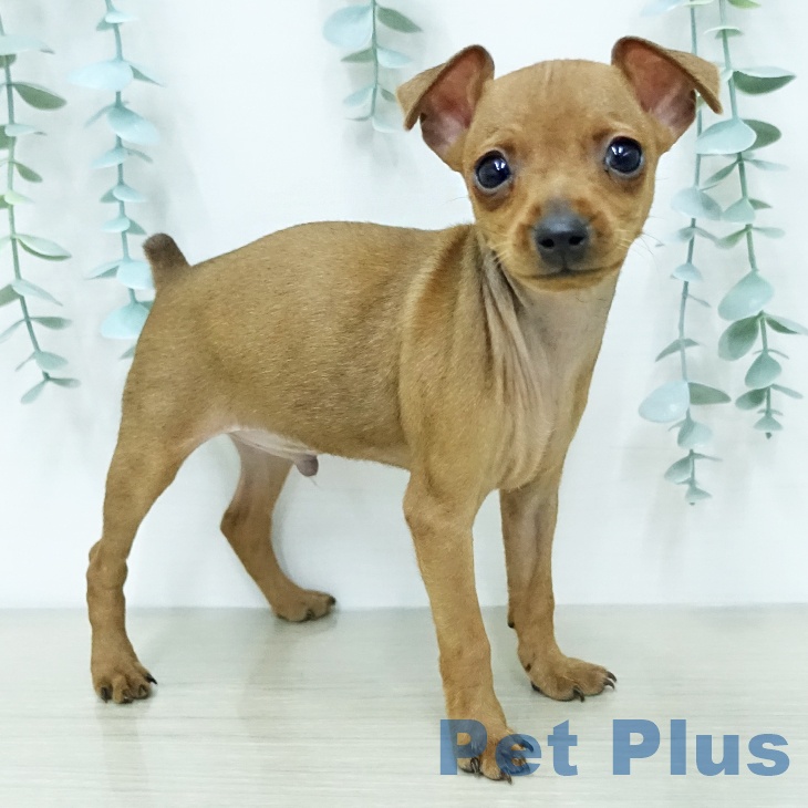 ミニチュア・ピンシャー