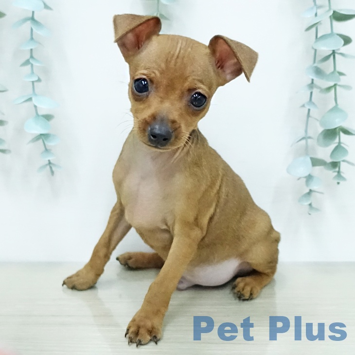 ミニチュア・ピンシャーの写真2