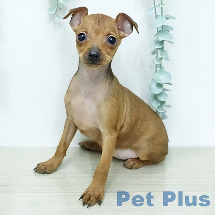 ミニチュア・ピンシャーの写真2