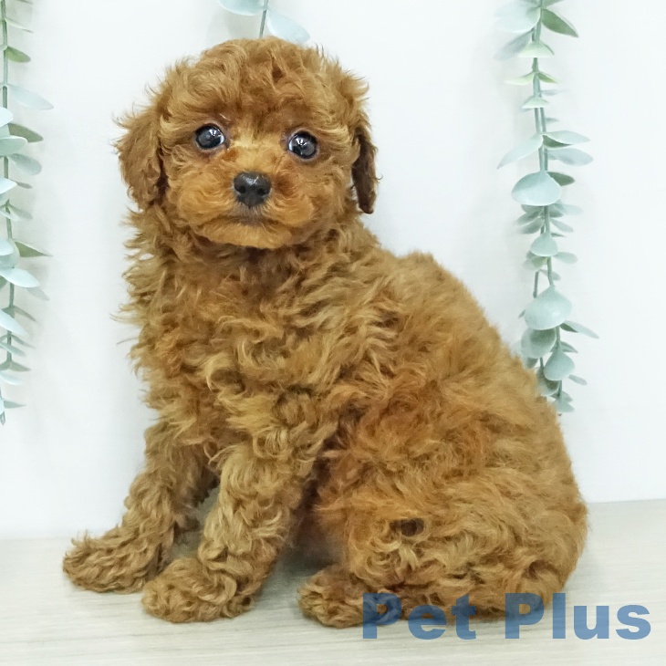 トイ・プードルの写真2