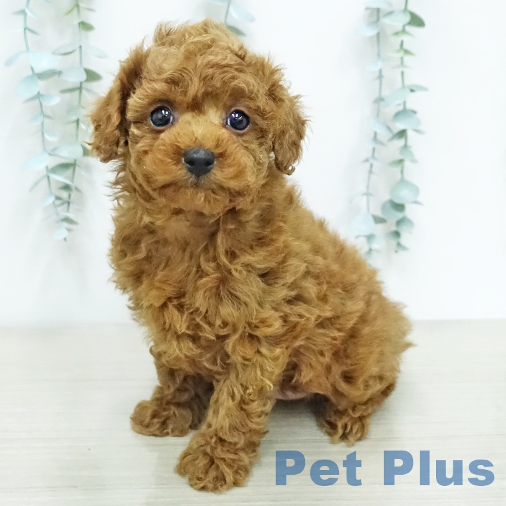 トイ・プードル