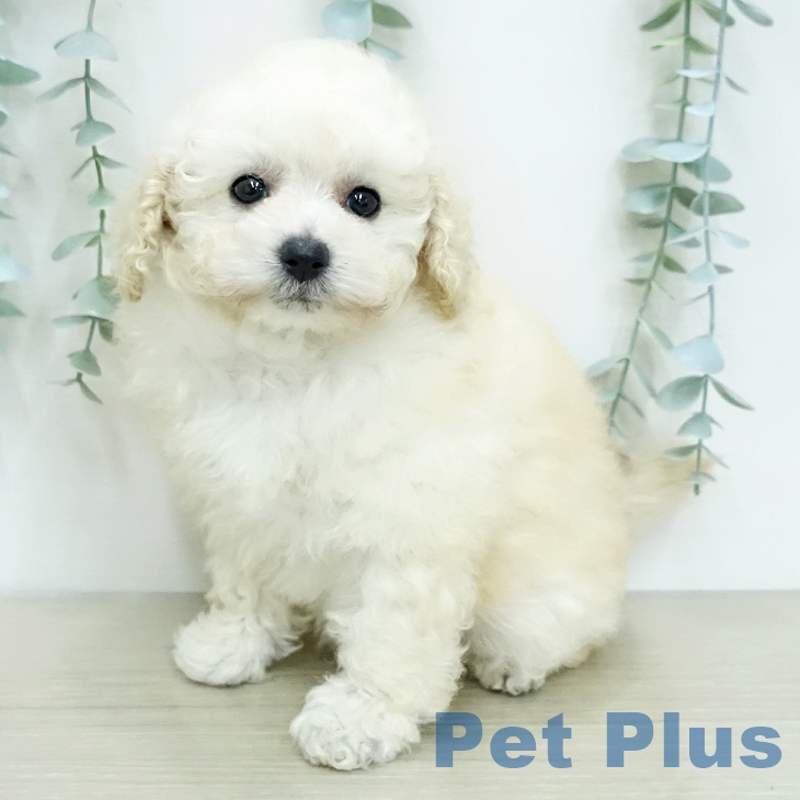 トイ・プードル