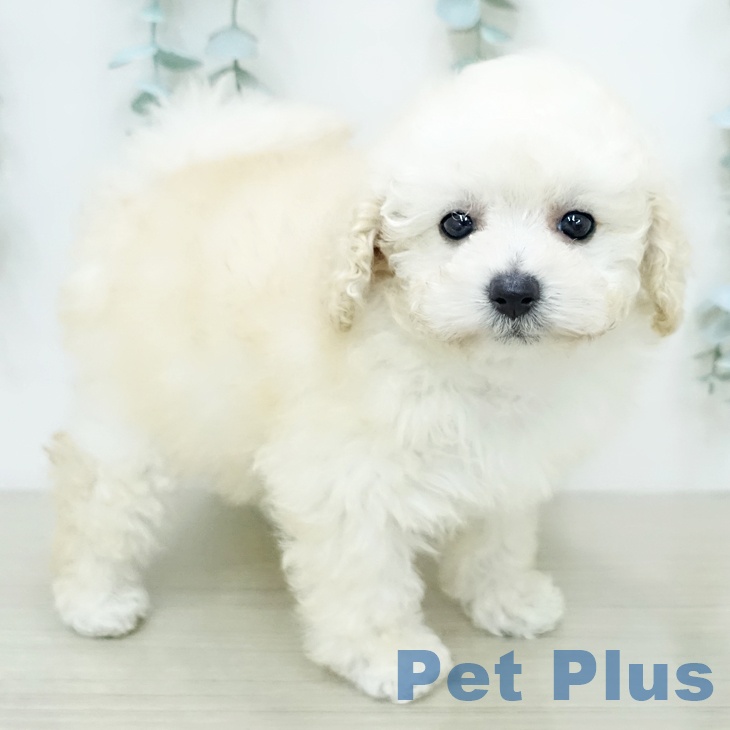 トイ・プードルの写真2