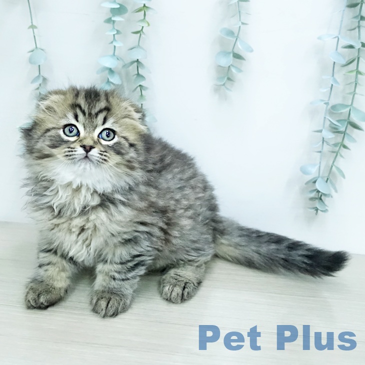 スコティッシュフォールド