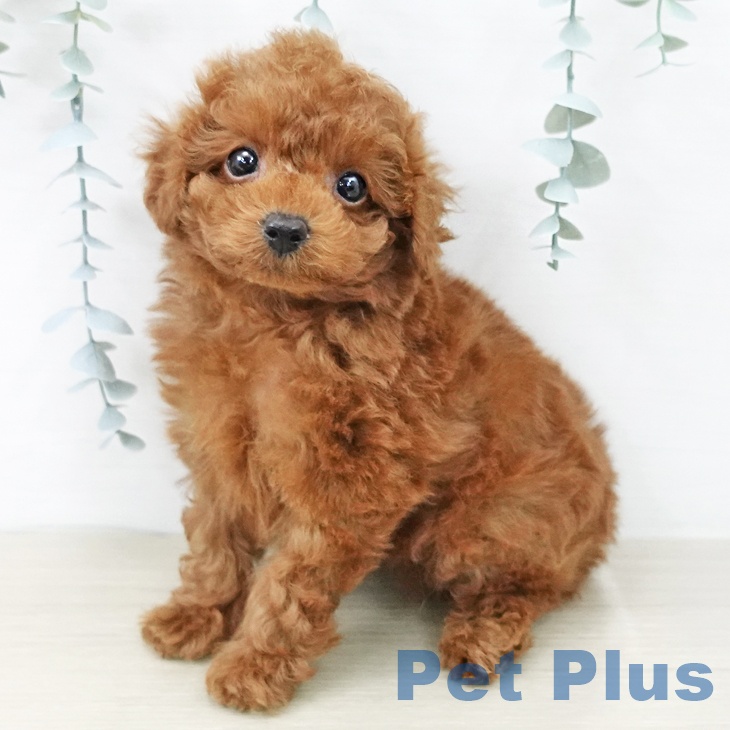 トイ・プードル