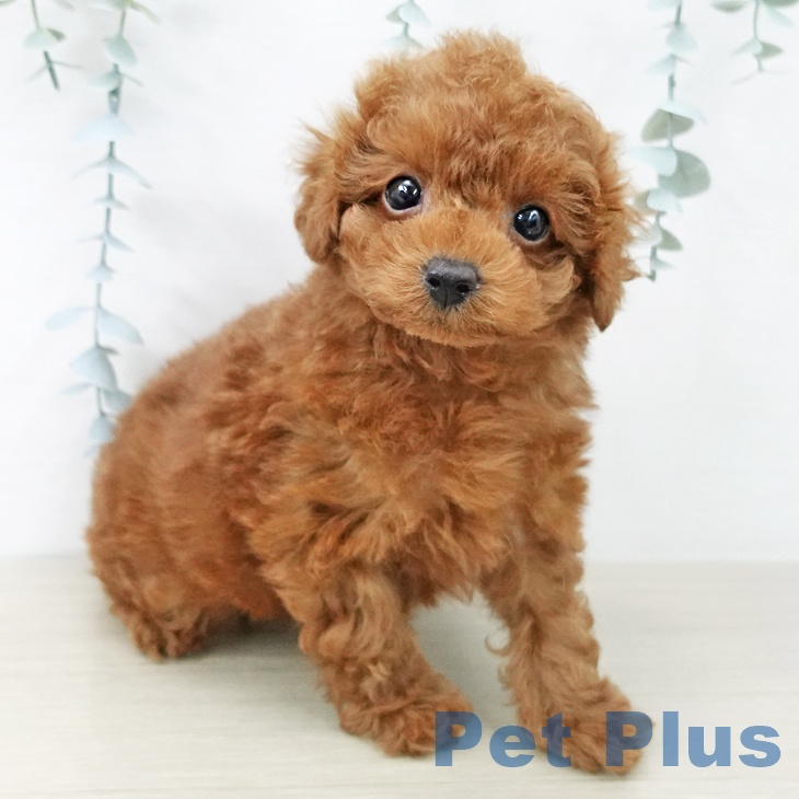 トイ・プードルの写真2