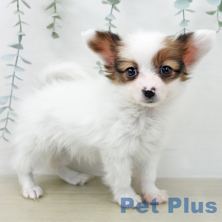 パピヨンの写真2