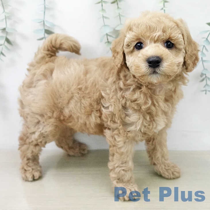 トイ・プードル